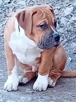 X American Bully xl - 3