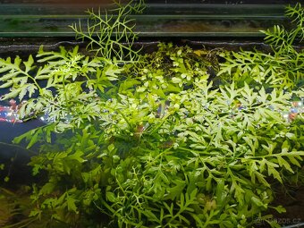 Akvarijní rostliny Obšírák Rohatý - 3