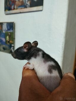 Fuzz potkánci - 3