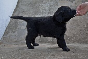 Flat coated retriever štěňata s PP - 3