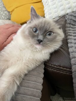 Ragdoll kotě - 3