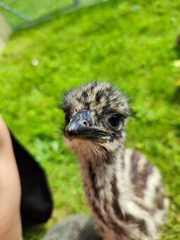 Emu hnědý - 3