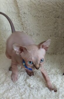 Kanadský sphynx - 3