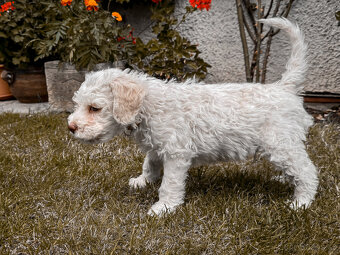 Lagotto romagnolo - italský vodní pes s PP - 3