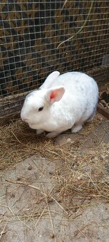 Králík rex - 3
