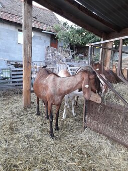 Anglonubijská koza s POP - 3