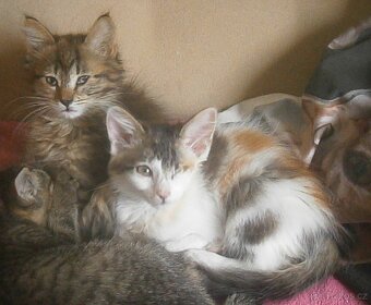 Dlouhosrstá světlá 3barevná Lucinka, 3měsíční kočička - 3