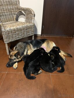 Štěňátka - Německý Ovčák - 3