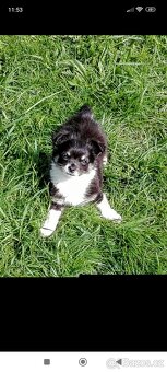 Čivava dlouhosrstá - 3