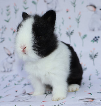 Zakrslý krátkouchý lvíček - samička . - 3