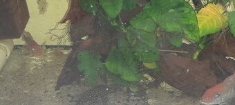 Geophagus Tapajos - 3