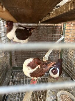 Moravský pštros - 3