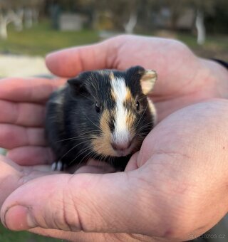 Morče - morčátka - 3