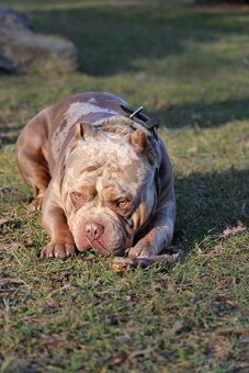 American bully pocket exotic-krytí - 3