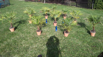 Palmy - Trachycarpus Fortunei - 3