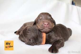 Labradoodle F1B - 3