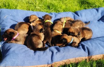 Belgický ovčák Malinois - 3