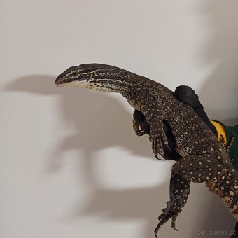 Varanus panoptes horni - 3