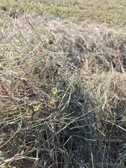 Luční seno, uskladněné - 3