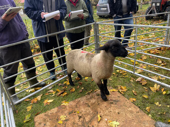 Plemenné beránky Suffolk - 3