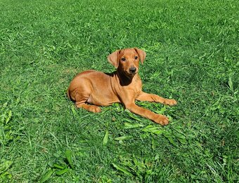 Německý pinč - štěňata s pp - 3