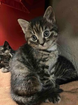 Daruji kotě - kočičku - 3