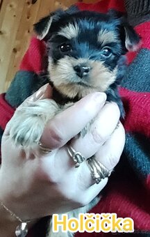 Jorkšírský teriér, kouzelná tři štěňátka - 3