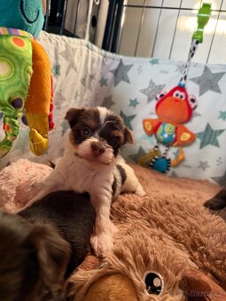 Jorkšírsky teriér s PP Fenka & Pes - 3