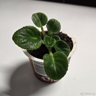 Fialka růžová + bílá, sadička - 3