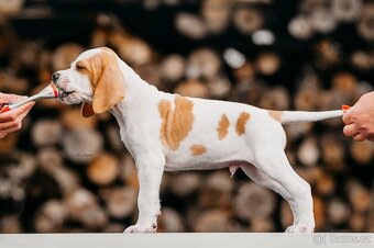 Anglický pointer s PP - 3