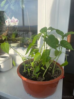 Sazenice chilli papriček - 3