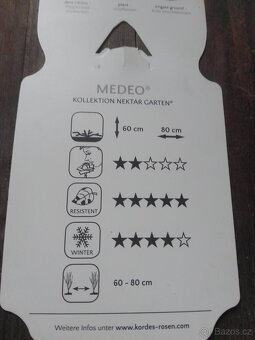 Růže cordes medeo - 3
