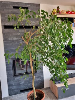 Fikus, ficus - 3