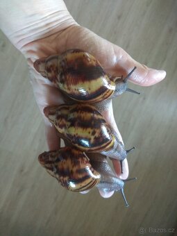 Africký šnek Archachatina Marginata Suturalis dark body - 3