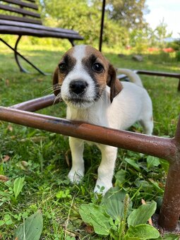 Prodám štěně (fenku) Jack Russel teriér - 3
