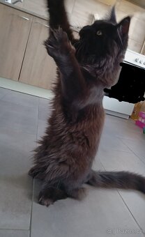 Prodám Mainská mývalí kočka kluk - 3