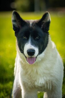 Jakutská lajka/kanadian eskimo inuit dog - 3