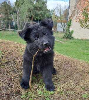 Německý ovčák - štěňata - 3