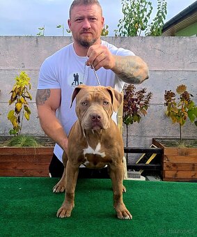 American bully - ch.s. Family Muscle Bullies - 3