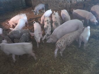 Sele Selata Prase Prasata - 3