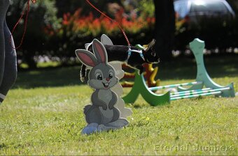 sportovní králík s pp - Hook - 3