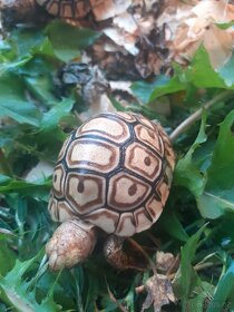 Želva pardali mláďata - 3