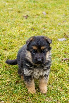 Německý ovčák s PP - 3