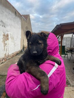 prodám štěňata Německého ovčáka s PP - 3