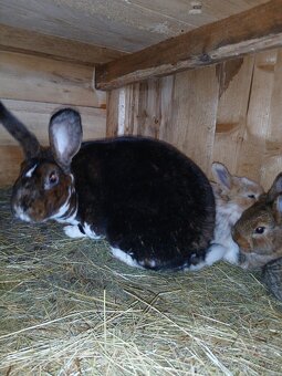 Samice s mladýma - 3