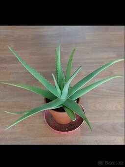 Aloe vera - 3