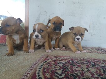 Americký stafordšírsky terier - 3