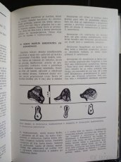 kaktusy a sukulenty - 3