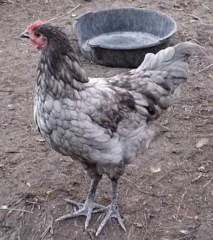 Australka velká cerná - 3