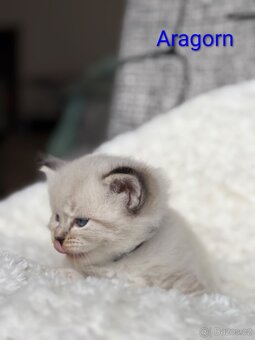 Ragdoll s PP - 3